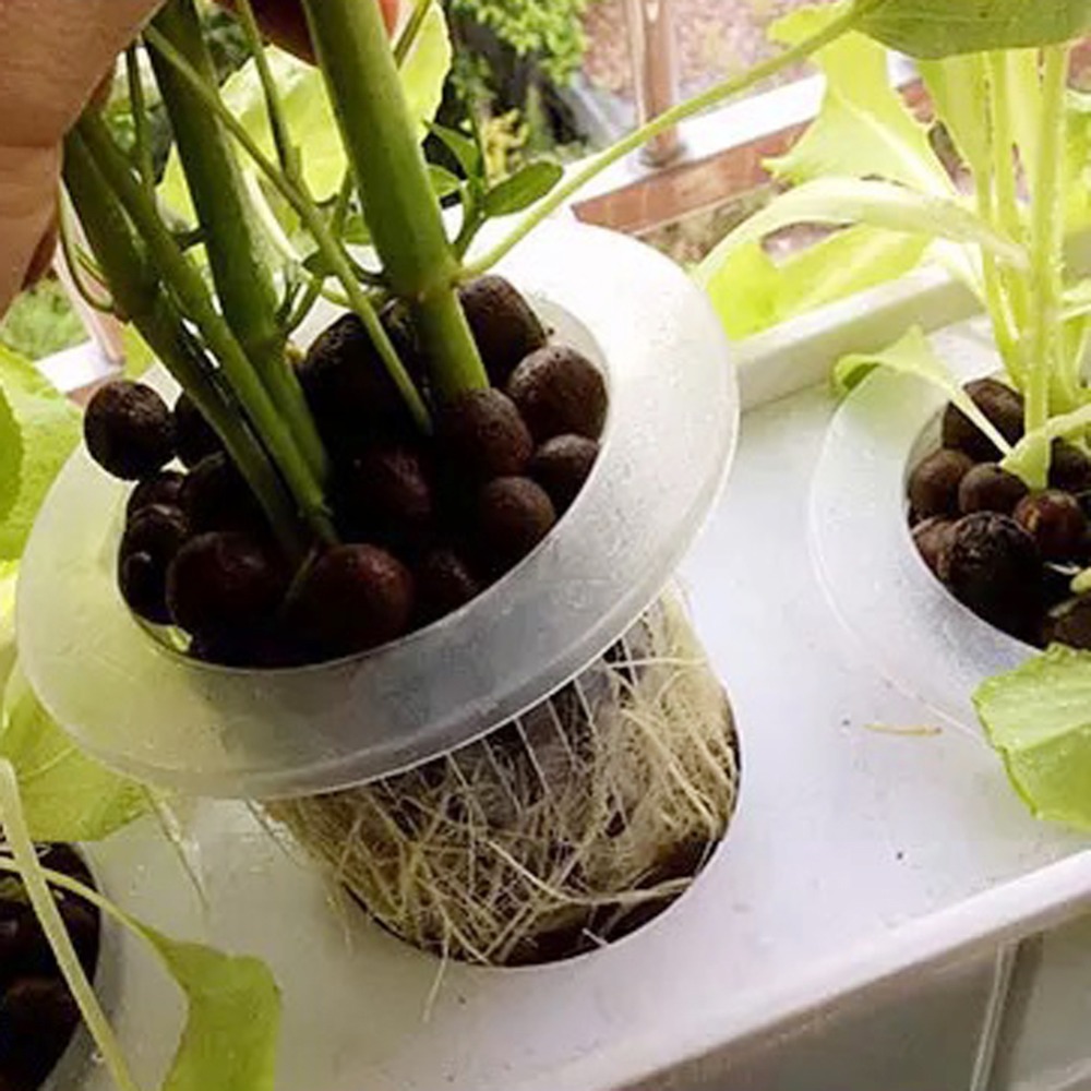 ถ้วยตาข่ายปลูกพืชแบบไฮโดรโปนิก - Net Pot 3 Inch บทวิจารณ์และราคา